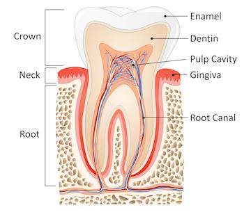 root canal graphic in nashville tn
