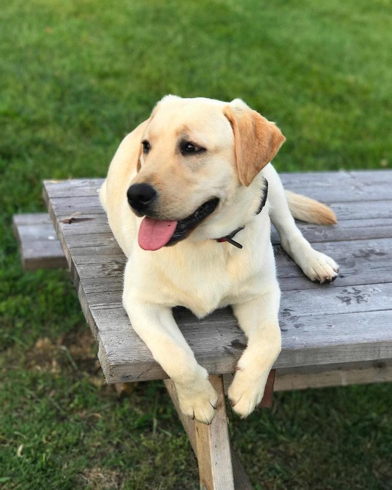 Raley Certified Therapy Dog and Team Mascot